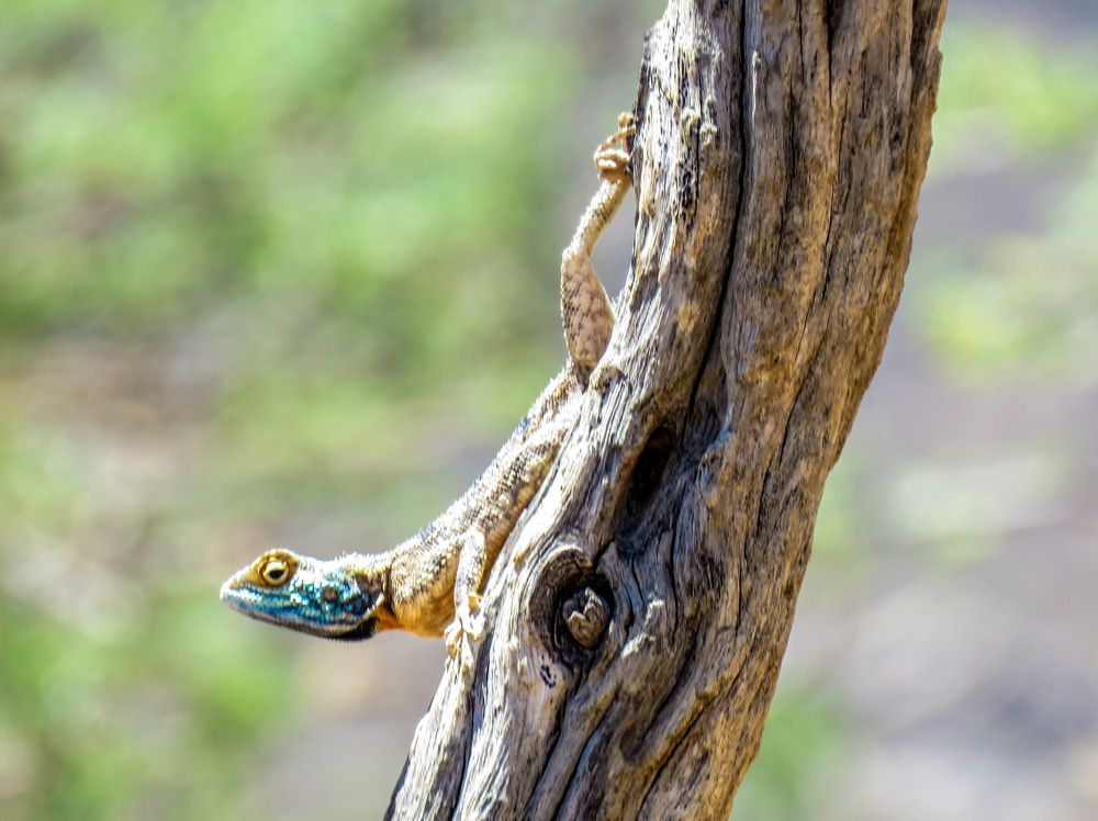 Photograph by Basie Marais