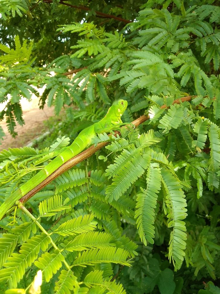 Lagartos de Brasil.