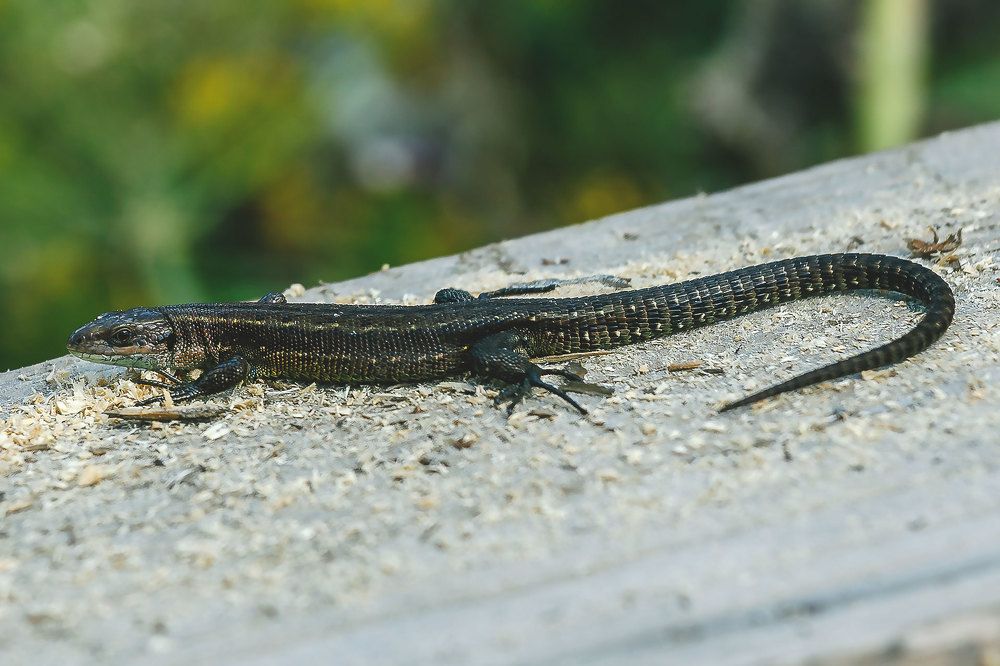 Photograph by Евгений Голубев