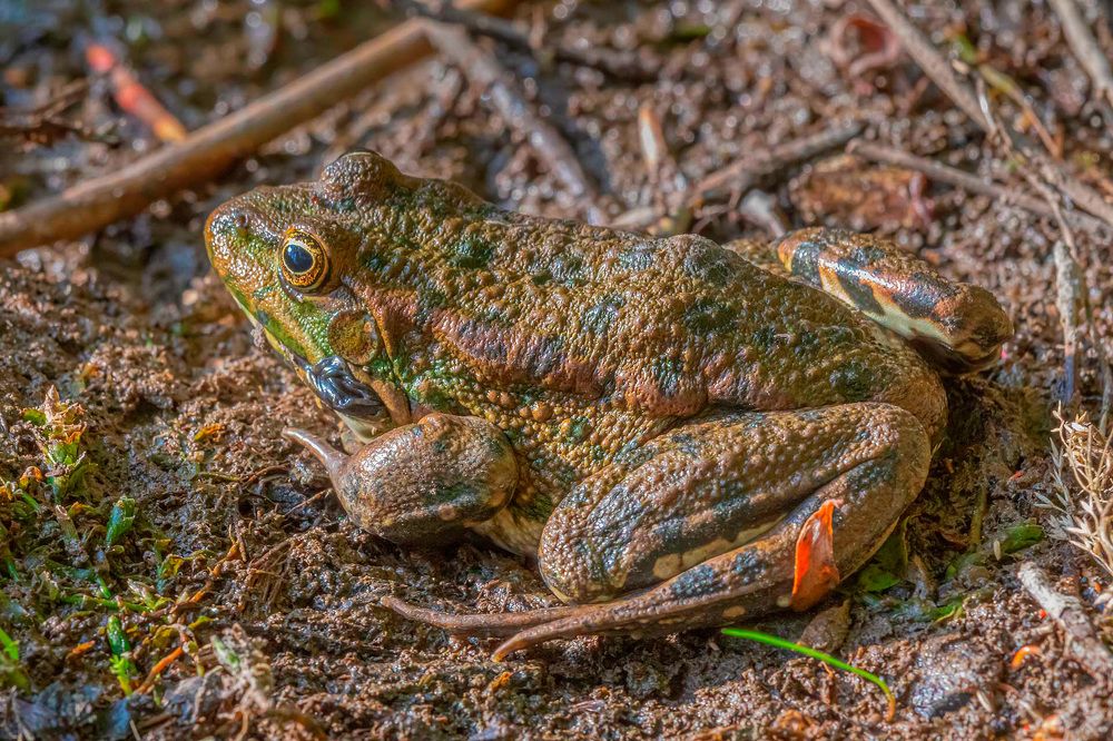 Photograph by Евгений Голубев