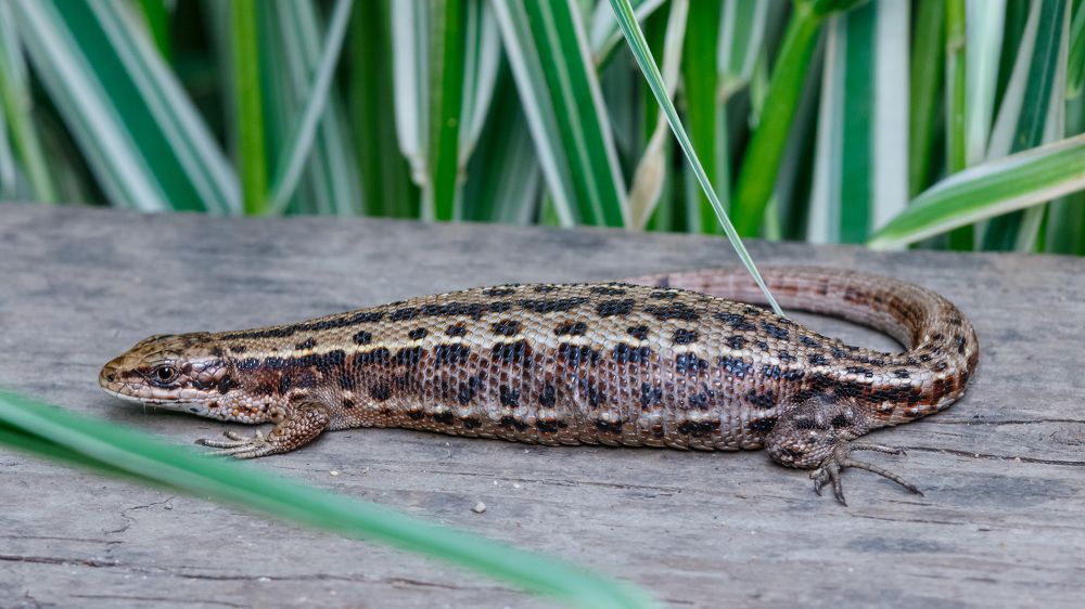 Photograph by Евгений Голубев