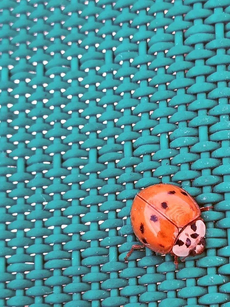 Photograph by Anila Ismailaj