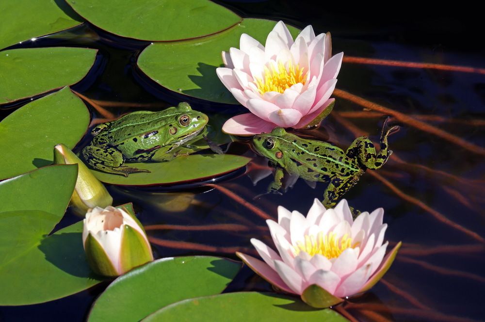 Photograph by Бибичков Михаил