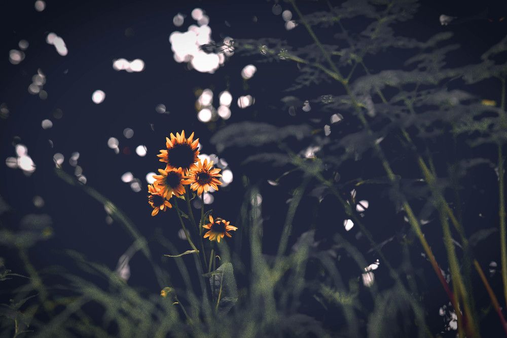 Фотография автора Vijay Richhiya