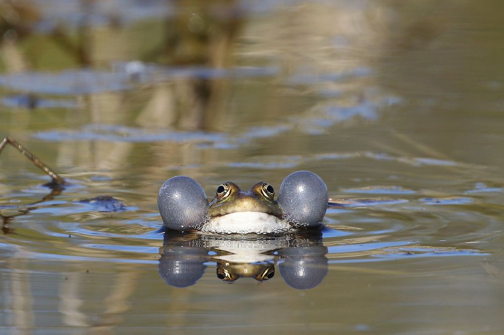 Громко квакает лягушка...