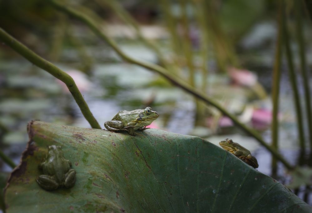 Photograph by Зеленько Дмитрий