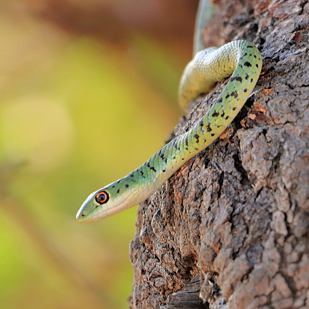 Photograph by Jacques Nel