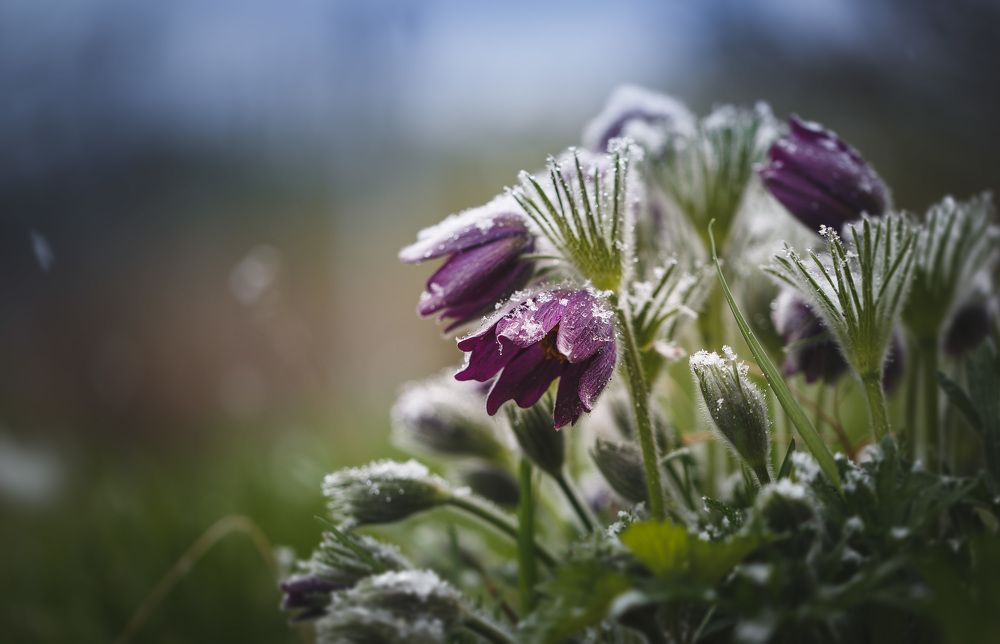 Майский снег