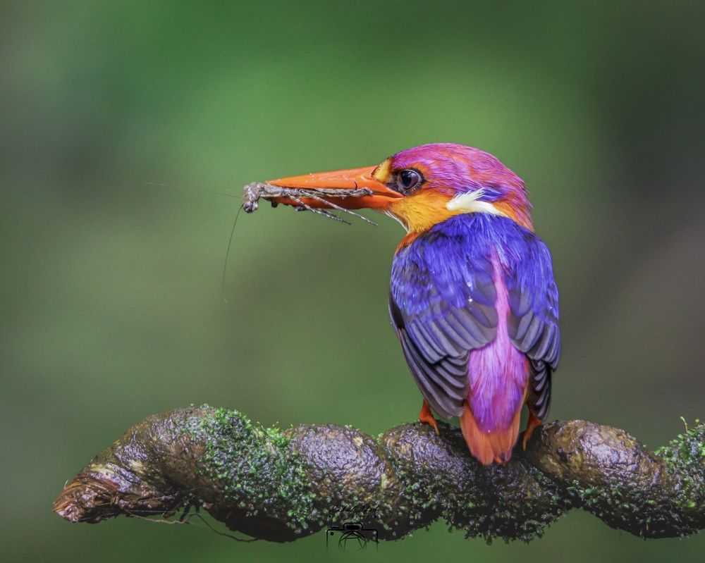 Photograph by rahul shah