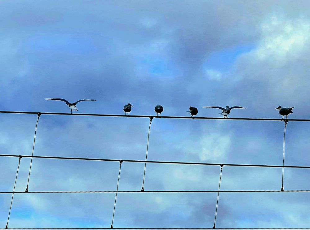 Photograph by Ghazal Ardeshirzadeh