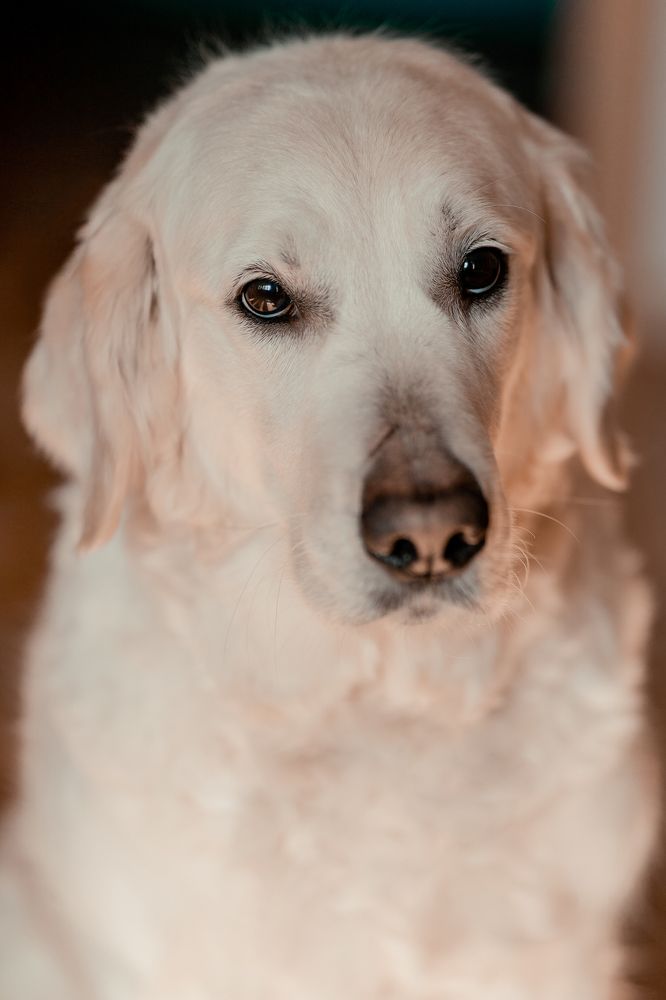 У каждой любимой собаки обязательно должен быть портрет)