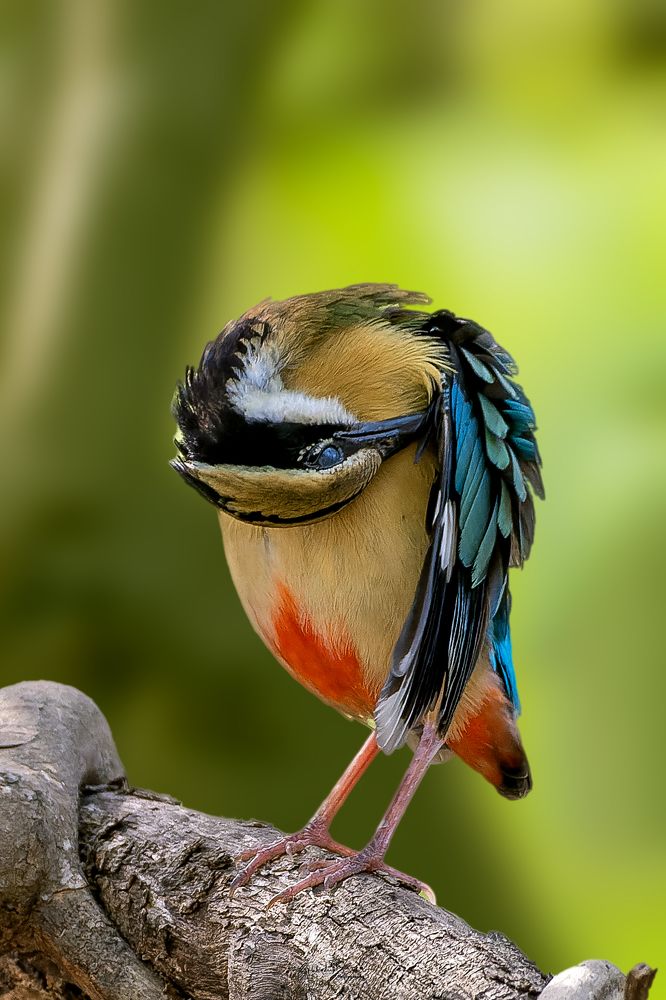 Photograph by Subhadeep Saha