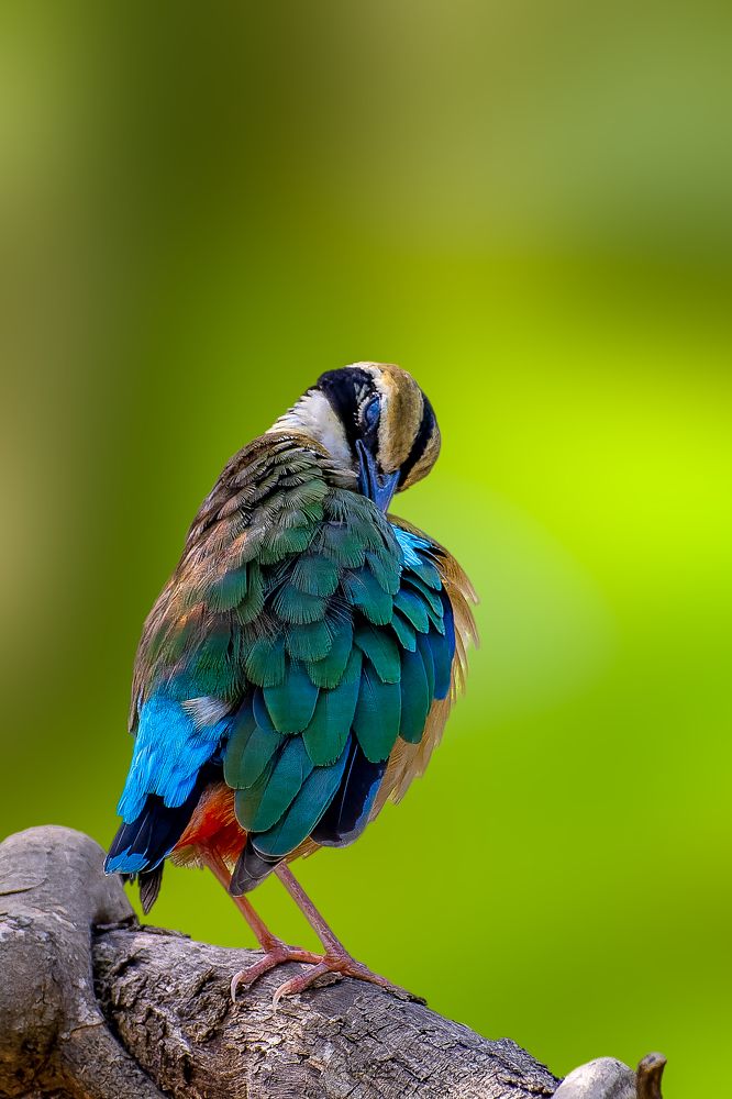 Photograph by Subhadeep Saha