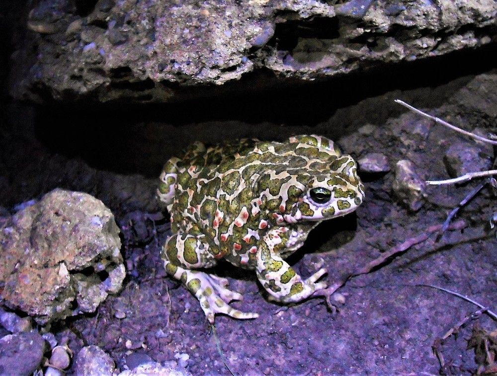 Царевна-лягушка с горы Демерджи