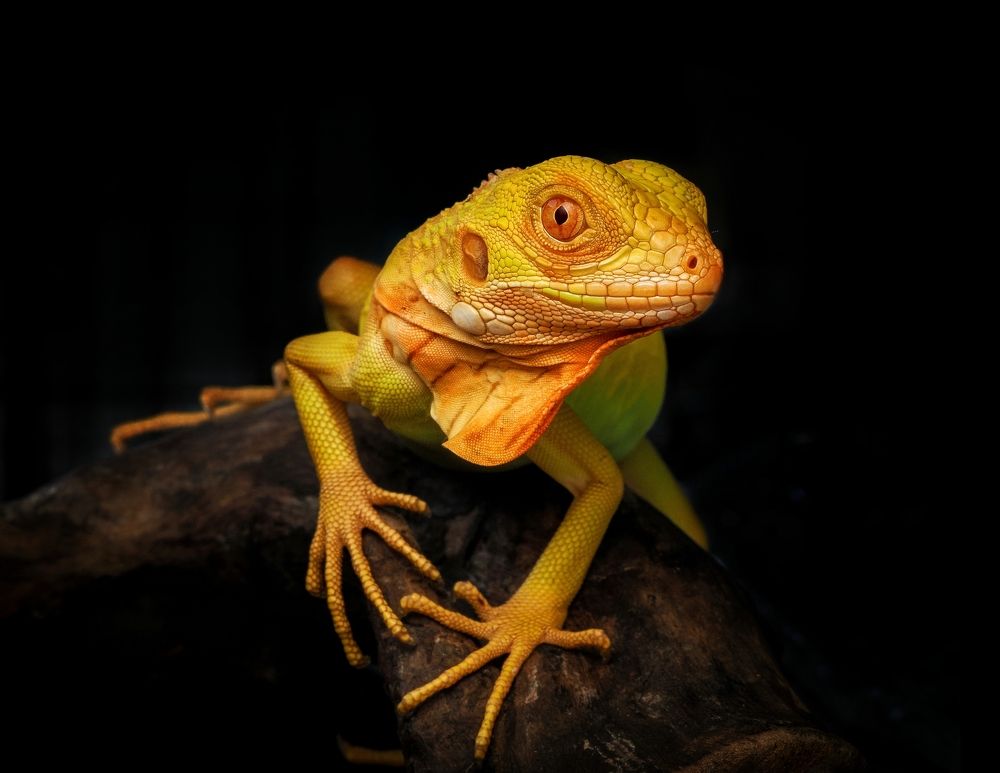 Photograph by Endra Agust