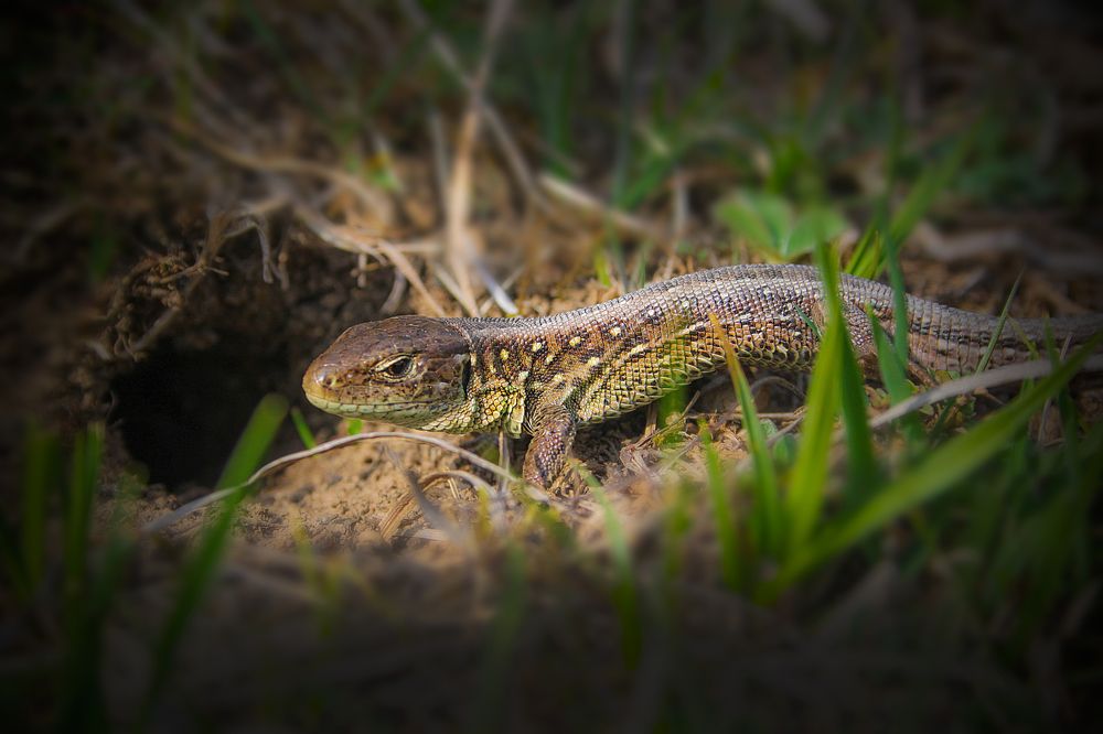 The lizard 2