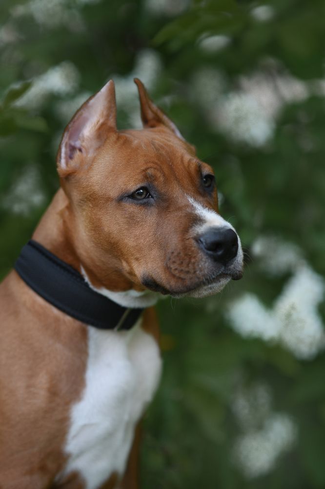 Сама брутальность