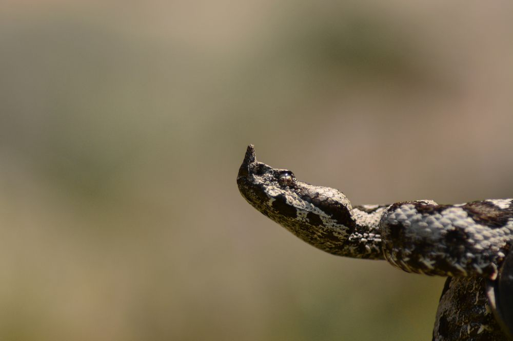 Photograph by Livno&Dinaric Wildlife