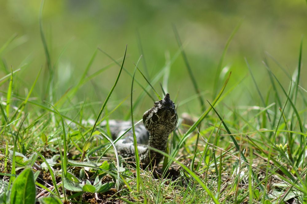 Photograph by Livno&Dinaric Wildlife