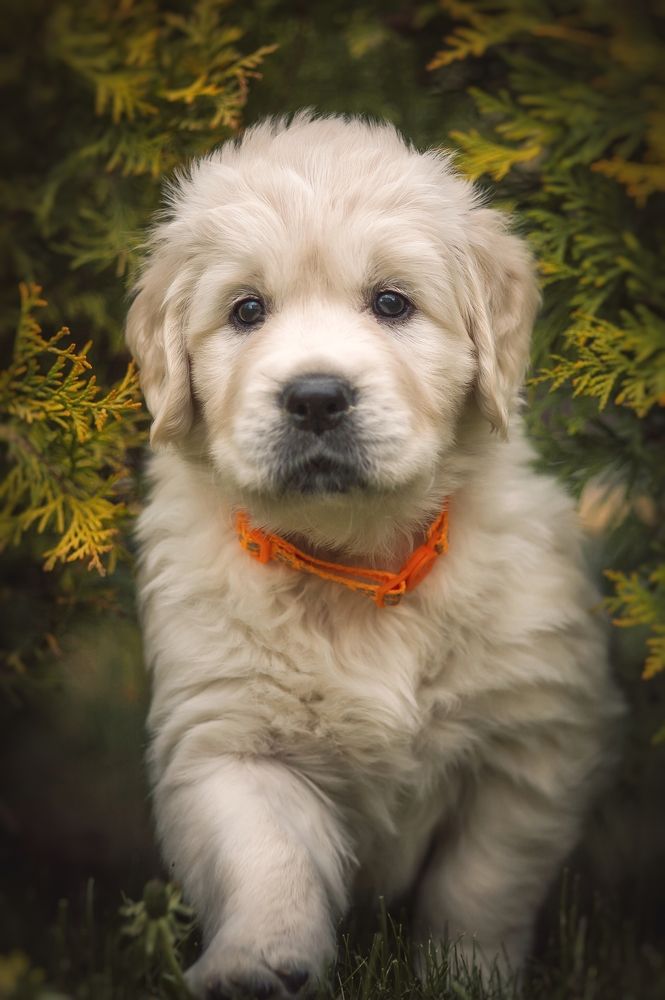 Photograph by Елена Раздвилова