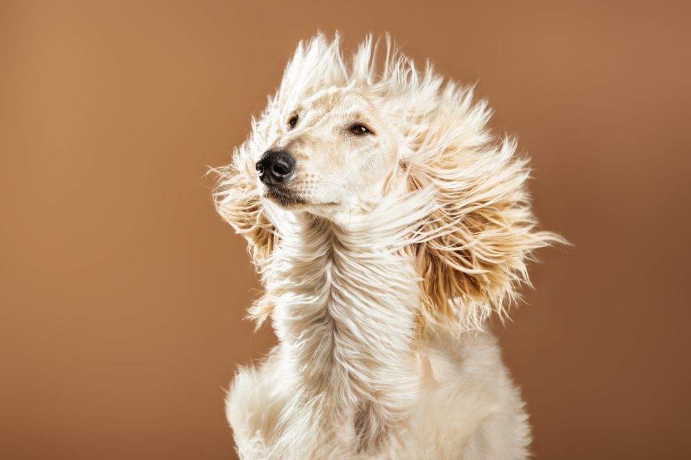 Photograph by Santos Román