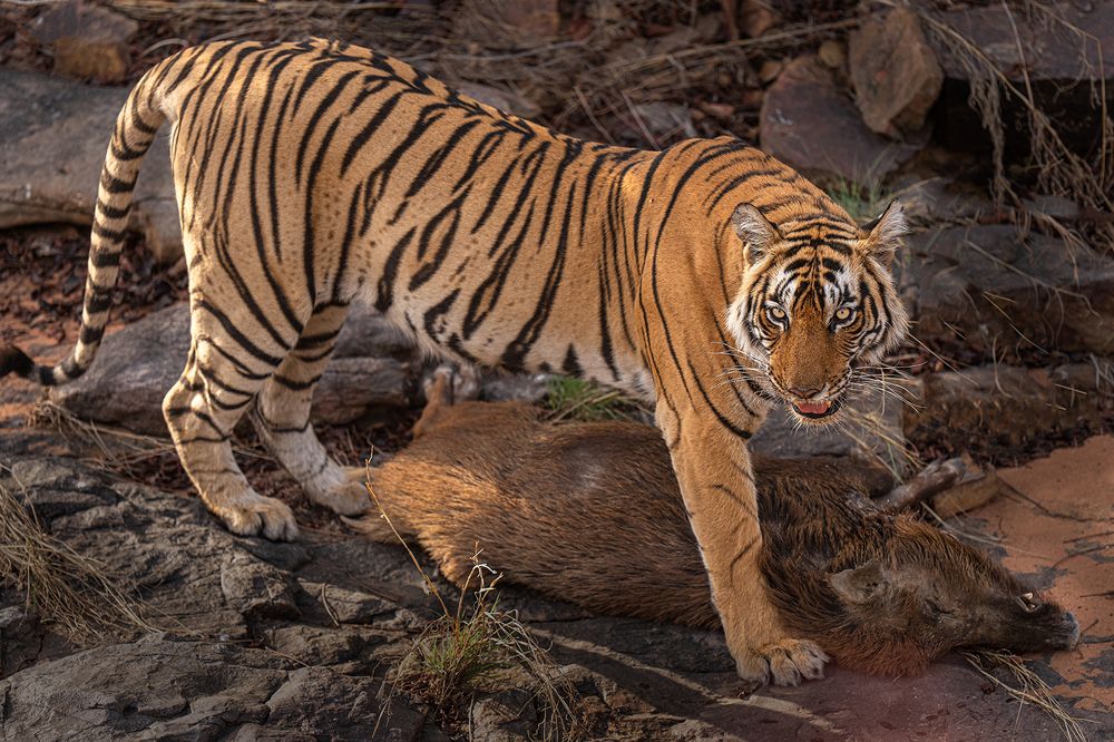 Photograph by Yogesh Bhatia