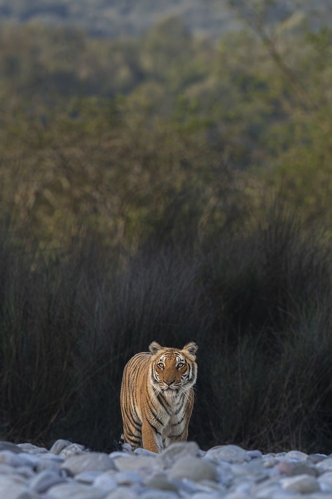 Photograph by Yogesh Bhatia
