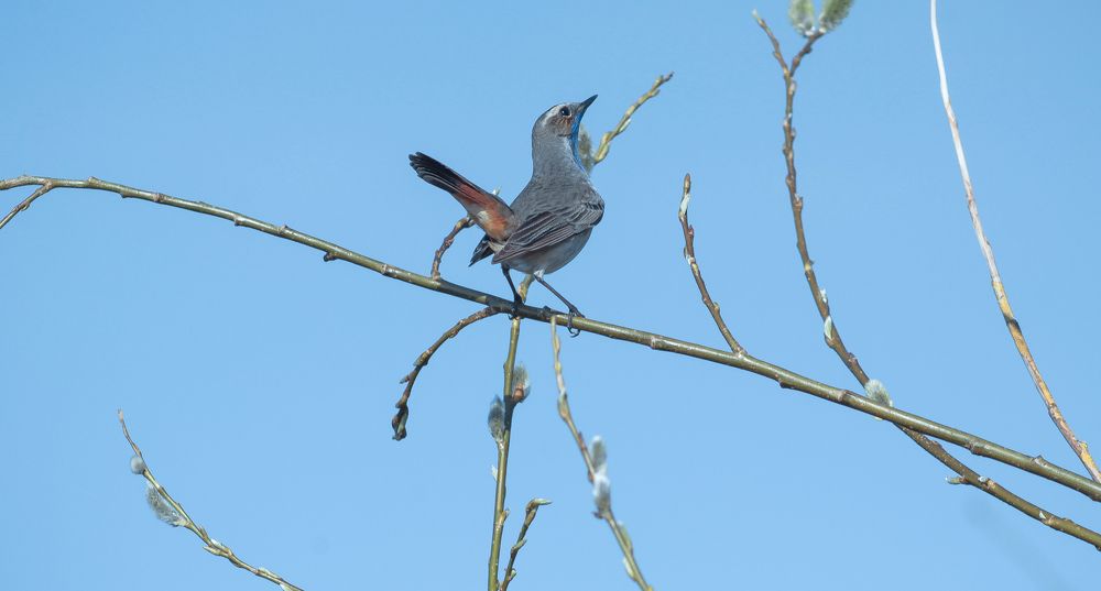 A Bluethroat that poses on a thin branch of a willow