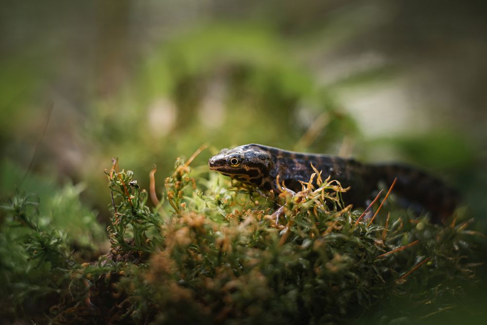 Photograph by Сальников Евгений