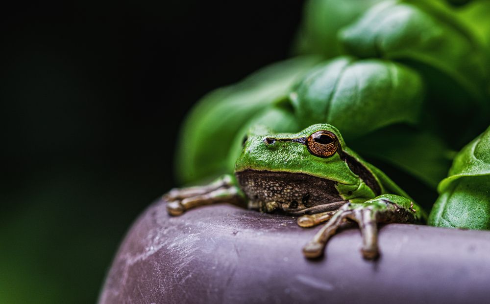 The European tree frog