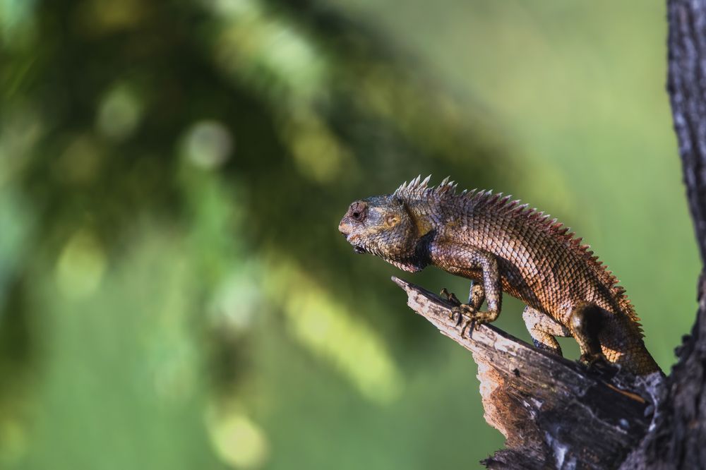 Photograph by G N RAJA