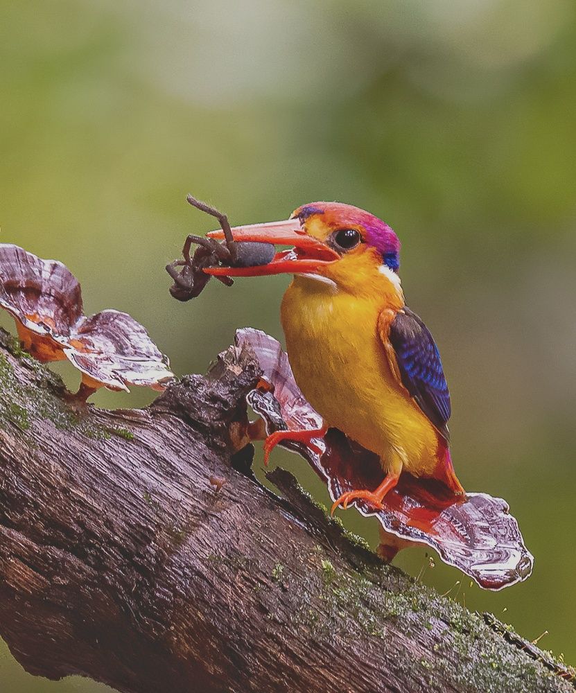 The Oriental Drawf Kingfisher sitting on mushroom