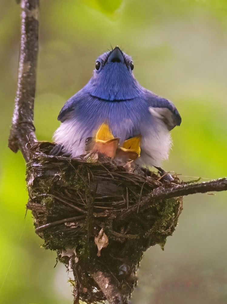 The Black-naped monarch