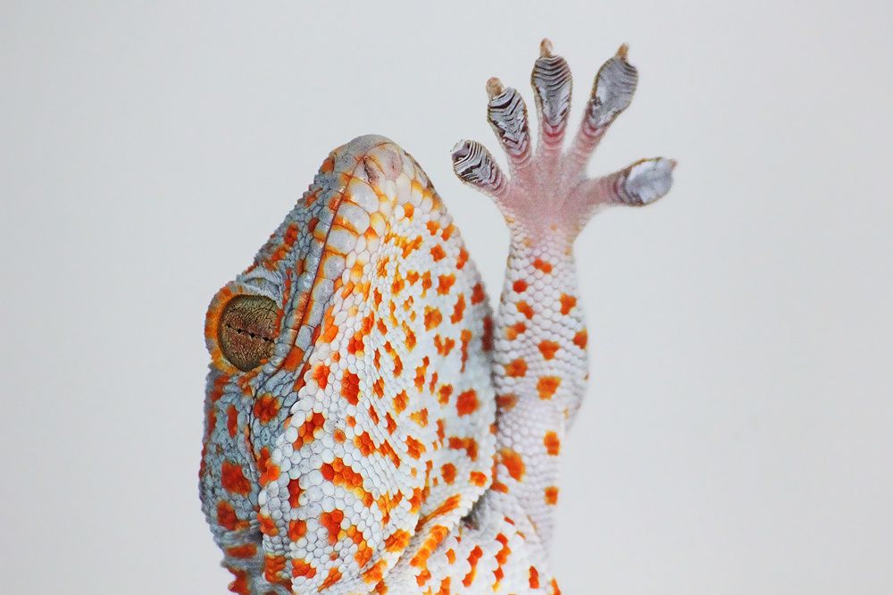 Photograph by Matko Matkovic