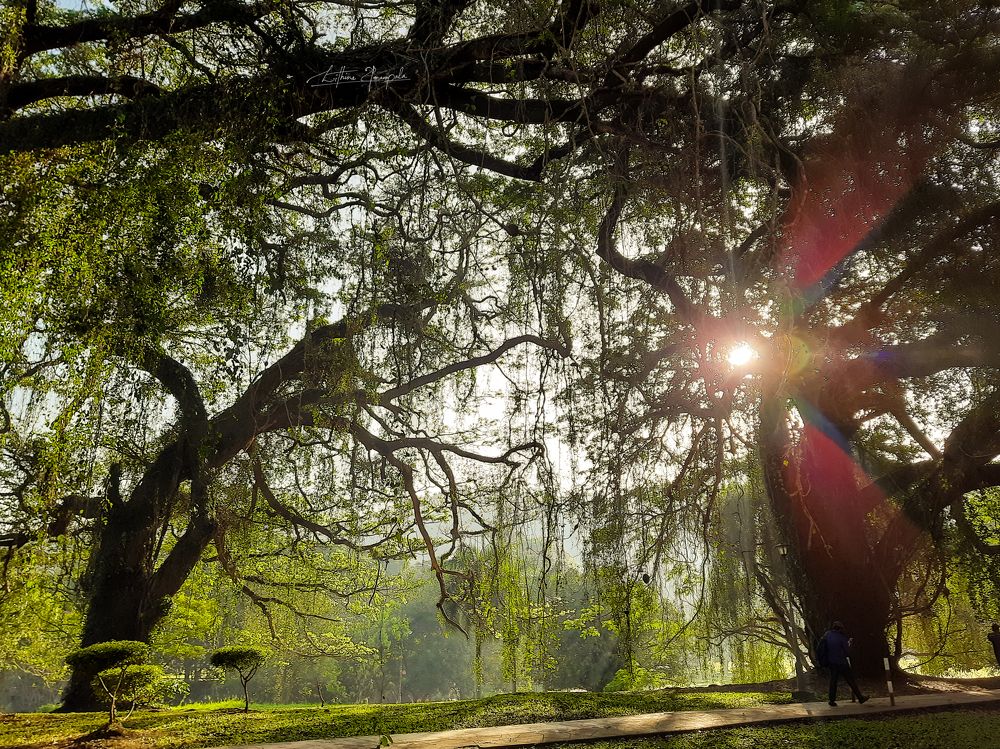 Photograph by Lithira Amarapala