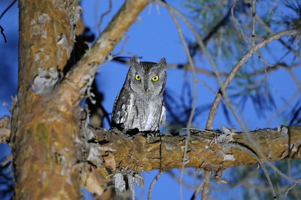 "Милая сплюшка"