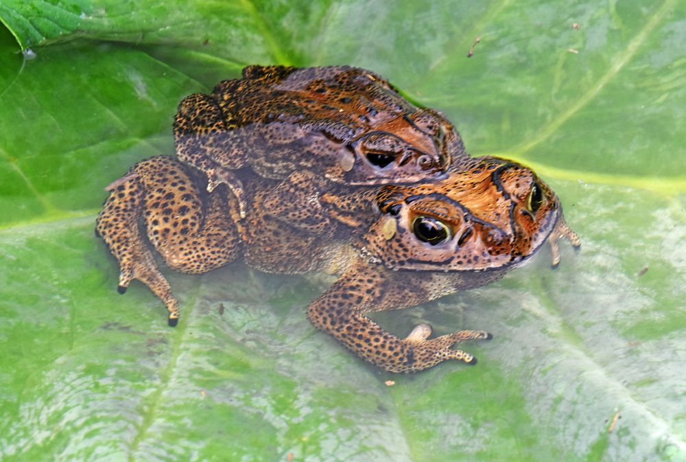 Photograph by CHINMOY BISWAS