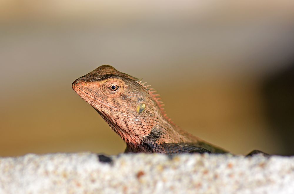 Photograph by CHINMOY BISWAS