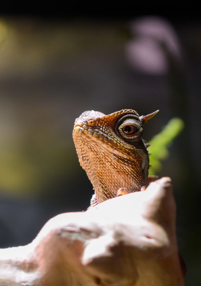 Lizard close-up