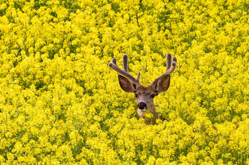 Фотография автора Brian Kinghorn