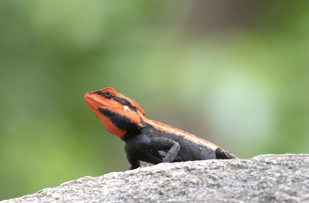 Photograph by Angshuman Mitra