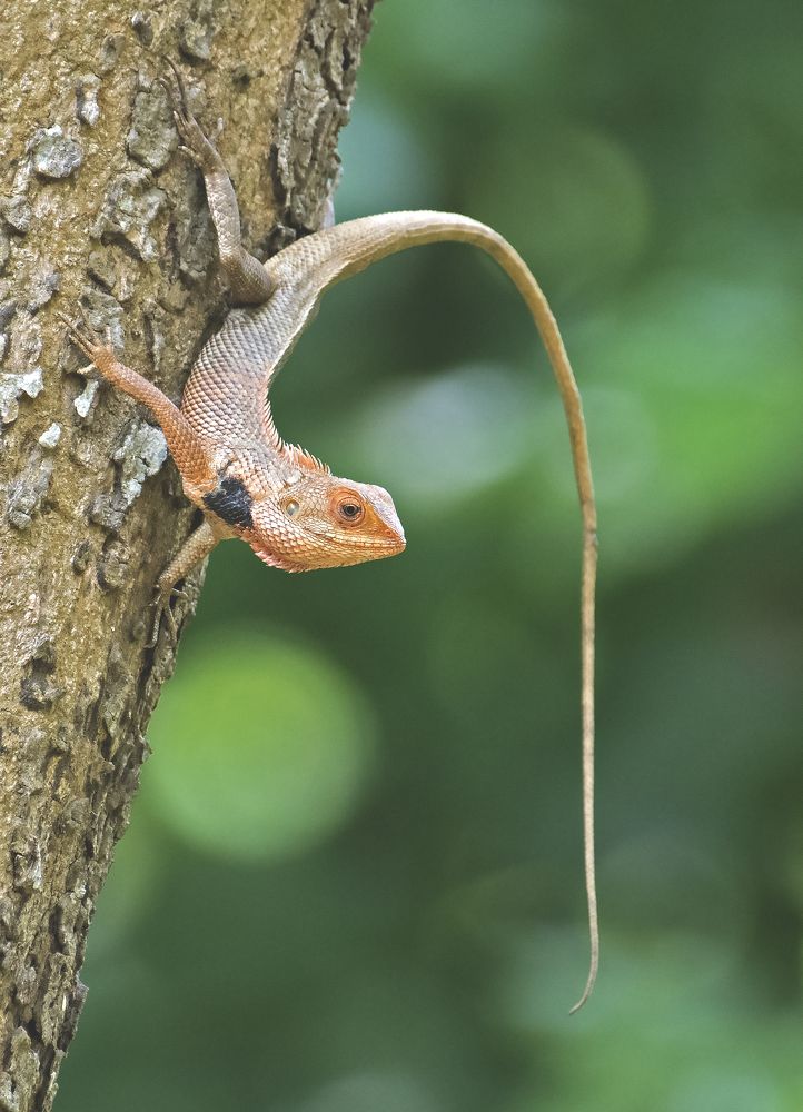 Photograph by Angshuman Mitra