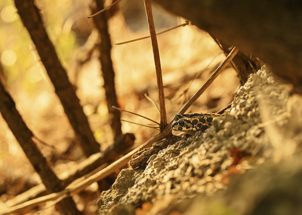 Photograph by Жанна Агафонова