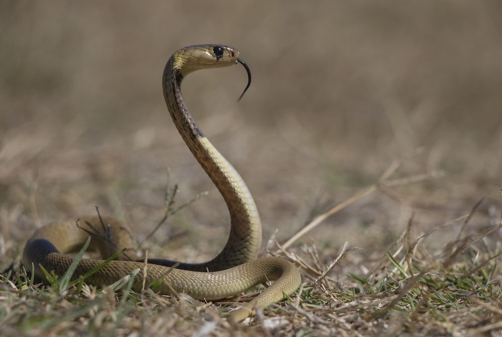 Photograph by Deon Oosthuizen