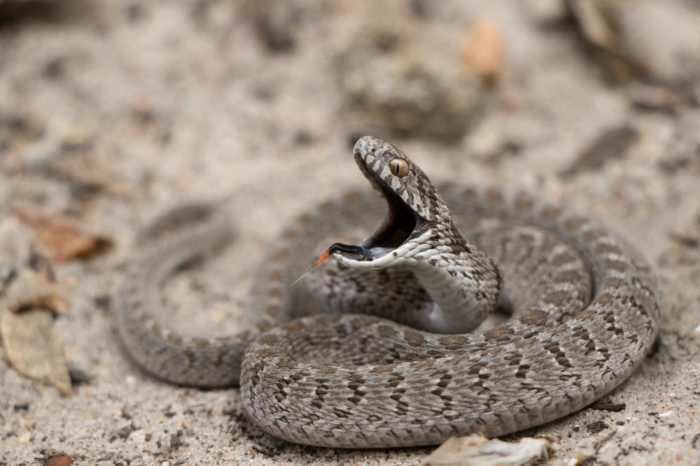 Photograph by Deon Oosthuizen