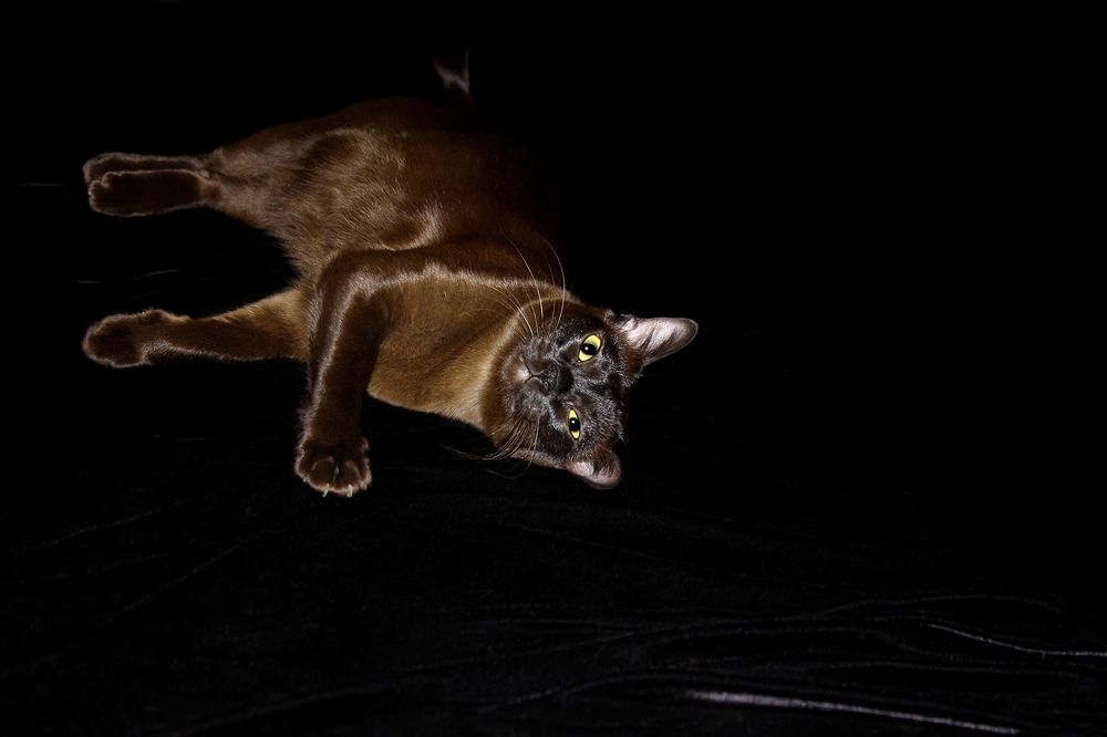 Фотография автора Надежда Лисицына