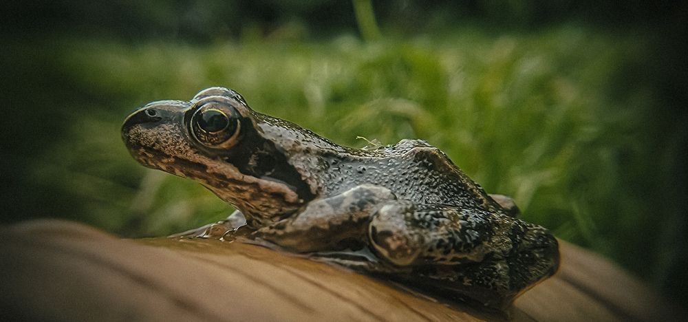 Photograph by Dina Chaica