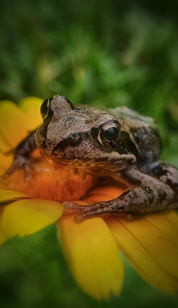 Photograph by Dina Chaica