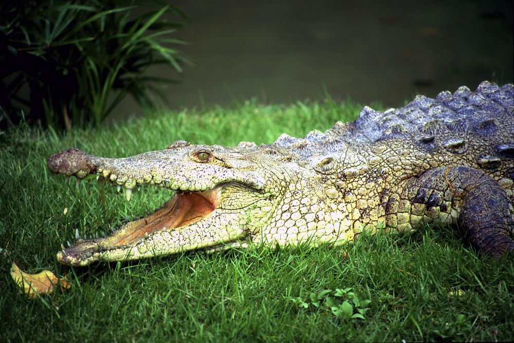 Photograph by Luciano Comba