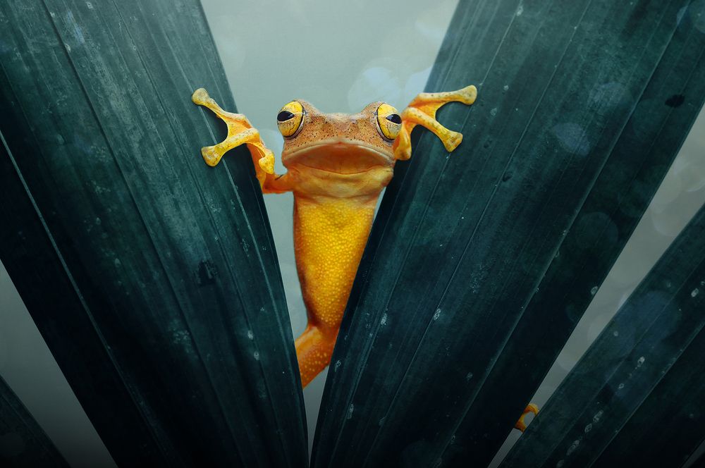 Gold Tree Frog